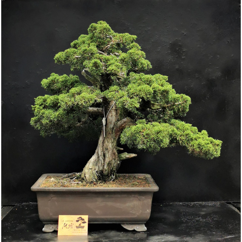 juniperus itoigawa bonsai, arbre de collection. Vente de bonsai en ligne