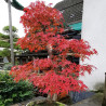 Acer palmatum - Erable du Japon