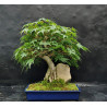 Acer palmatum sur roche - Erable du Japon