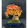 Acer palmatum sur roche - Erable du Japon