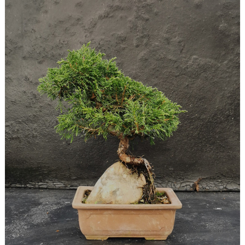 Juniperus sur roche