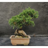 Juniperus sur roche