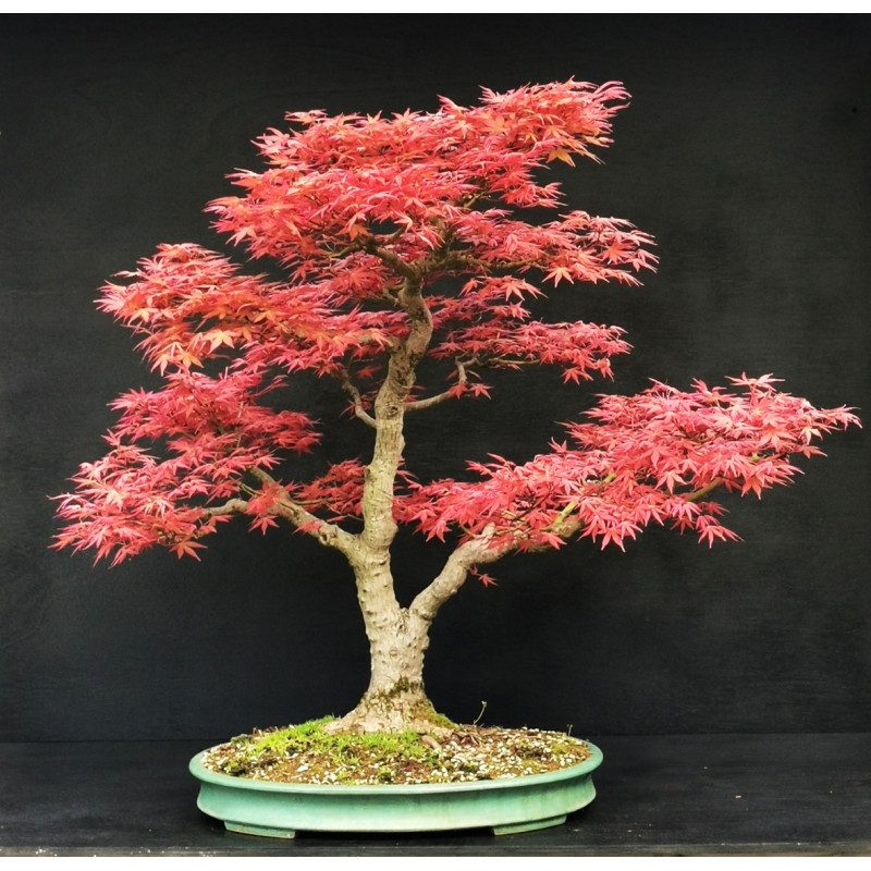 Acer palmatum Beni Chidori - Erable du Japon