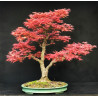 Acer palmatum Beni Chidori - Erable du Japon