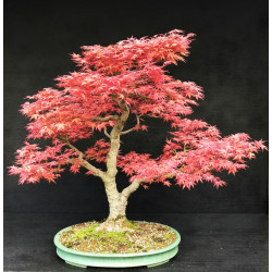 Acer palmatum Beni Chidori - Erable du Japon