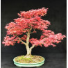 Acer palmatum Beni Chidori - Erable du Japon