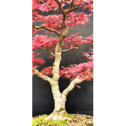 Acer palmatum Beni Chidori - Erable du Japon