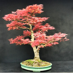 Acer palmatum Beni Chidori - Erable du Japon