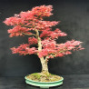 Acer palmatum Beni Chidori - Erable du Japon