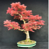 Acer palmatum Beni Chidori - Erable du Japon