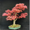 Acer palmatum Beni Chidori - Erable du Japon