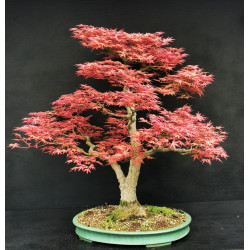 Acer palmatum Beni Chidori - Erable du Japon