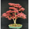 Acer palmatum Beni Chidori - Erable du Japon