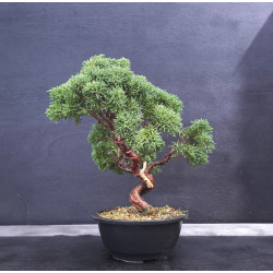 Juniperus - genevrier