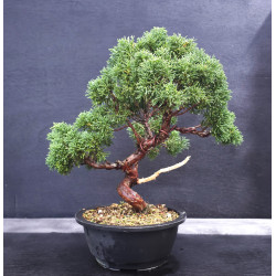 Juniperus - genevrier