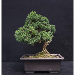 Juniperus chinensis - genevrier