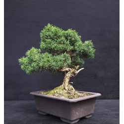 Juniperus chinensis -...