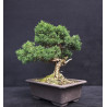 Juniperus chinensis - genevrier