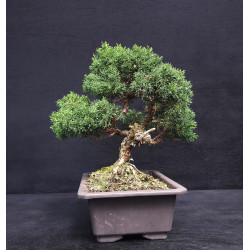 Juniperus chinensis - genevrier