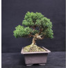 Juniperus chinensis - genevrier