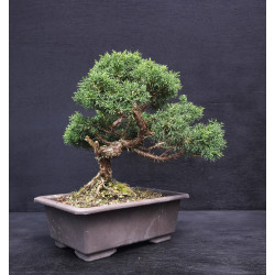 Juniperus chinensis - genevrier