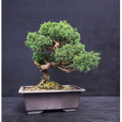 Juniperus chinensis - genevrier