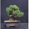 Juniperus chinensis - genevrier