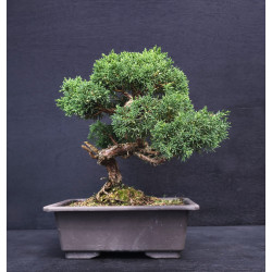 Juniperus chinensis - genevrier