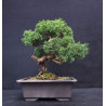 Juniperus chinensis - genevrier