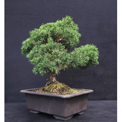 Juniperus chinensis - genevrier