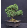 Juniperus chinensis - genevrier