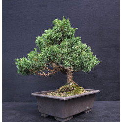 Juniperus chinensis - genevrier