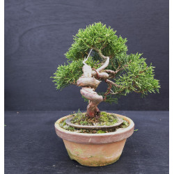 Juniperus Itoigawa