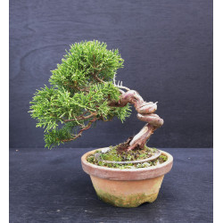 Juniperus Itoigawa