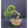 Juniperus Itoigawa