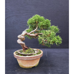 Juniperus Itoigawa