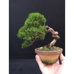 Juniperus Itoigawa