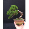 Juniperus Itoigawa