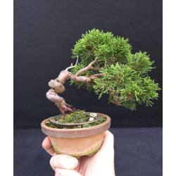 Juniperus Itoigawa