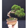 Juniperus Itoigawa