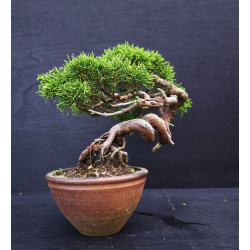 Juniperus Itoigawa