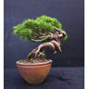 Juniperus Itoigawa