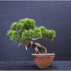 Juniperus Itoigawa