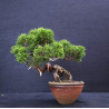 Juniperus Itoigawa