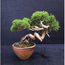 Juniperus Itoigawa