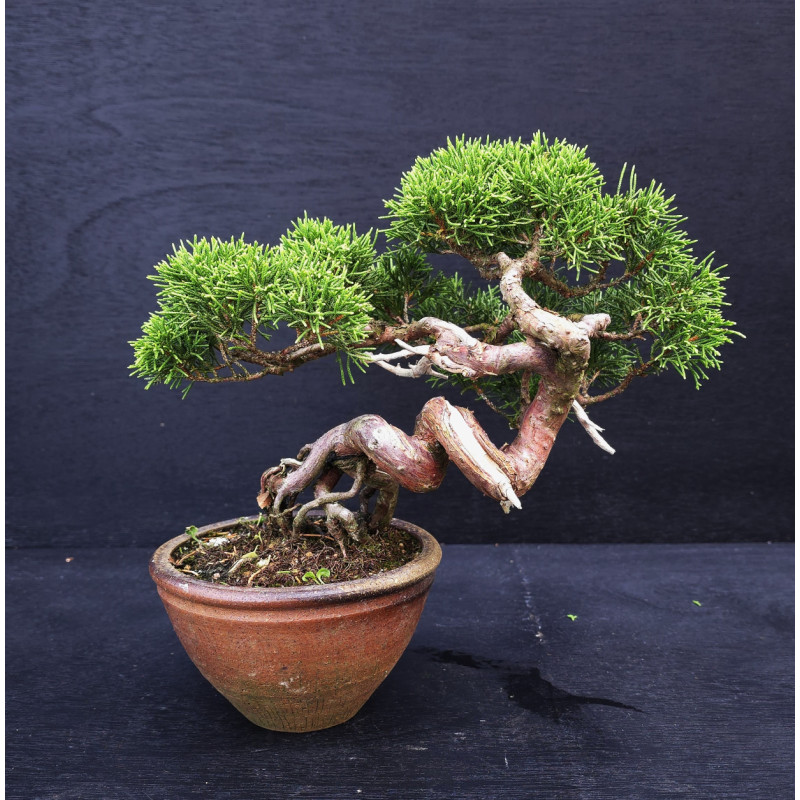 Juniperus Itoigawa