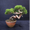 Juniperus Itoigawa