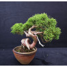 Juniperus Itoigawa