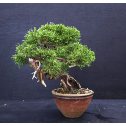 Juniperus Itoigawa