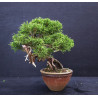 Juniperus Itoigawa